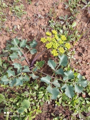 Tauschia arguta