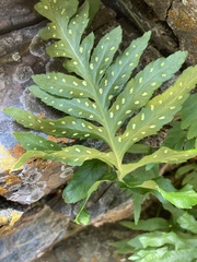Polypodium calirhiza