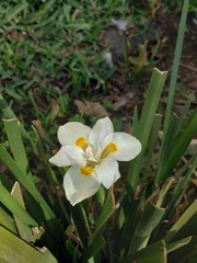 Dietes iridioides
