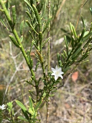 Philotheca queenslandica