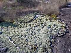 Cladonia leporina