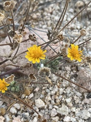 Melampodium sinuatum