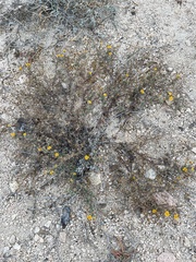 Melampodium sinuatum