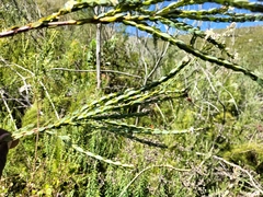 Struthiola hirsuta