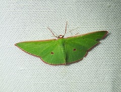 Chlorocoma cadmaria