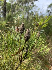 Petrophile canescens