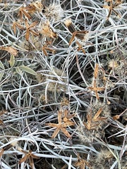 Porophyllum maritimum