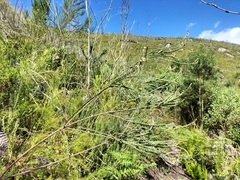 Struthiola hirsuta