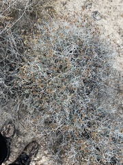 Porophyllum maritimum