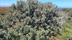 Banksia media