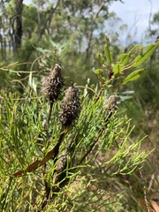 Petrophile canescens