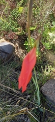 Gladiolus