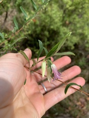 Billardiera scandens