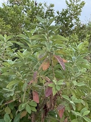 Pluchea carolinensis