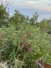 Pluchea carolinensis