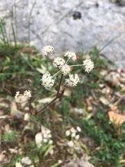 Oenanthe globulosa