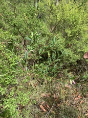 Billardiera scandens