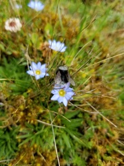 Gentiana