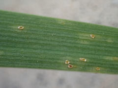 Puccinia iridis