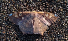 Paragonia cruraria