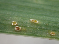 Puccinia iridis