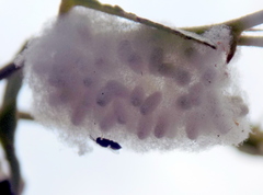Pteromalus