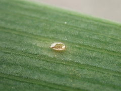 Puccinia iridis