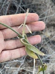 Funastrum