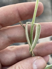Funastrum