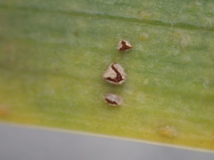Puccinia iridis