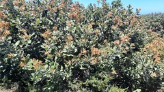 Banksia media