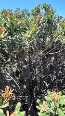 Banksia media