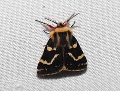 Ardices curvata