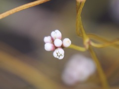 Cassytha glabella