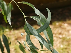 Eucalyptus cephalocarpa