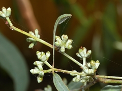 Eucalyptus cephalocarpa