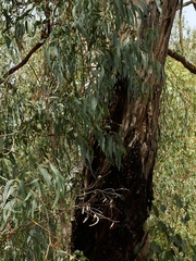 Eucalyptus cephalocarpa