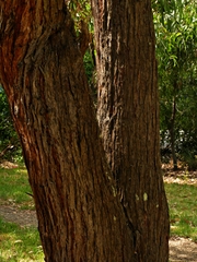 Eucalyptus cephalocarpa