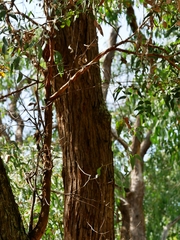 Eucalyptus cephalocarpa