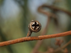 Eucalyptus cephalocarpa