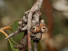 Eucalyptus cephalocarpa