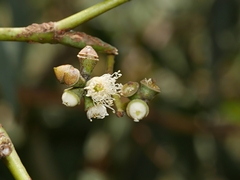 Eucalyptus cephalocarpa