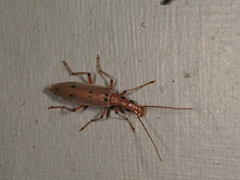 Parisopalpus nigronotatus