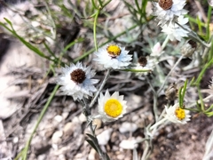 Achyranthemum paniculatum