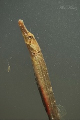 Syngnathidae