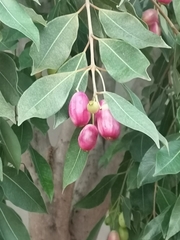 Syzygium guineense