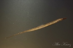 Syngnathidae