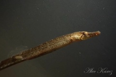 Syngnathidae