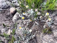 Achyranthemum paniculatum