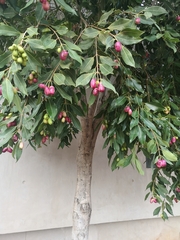 Syzygium guineense
